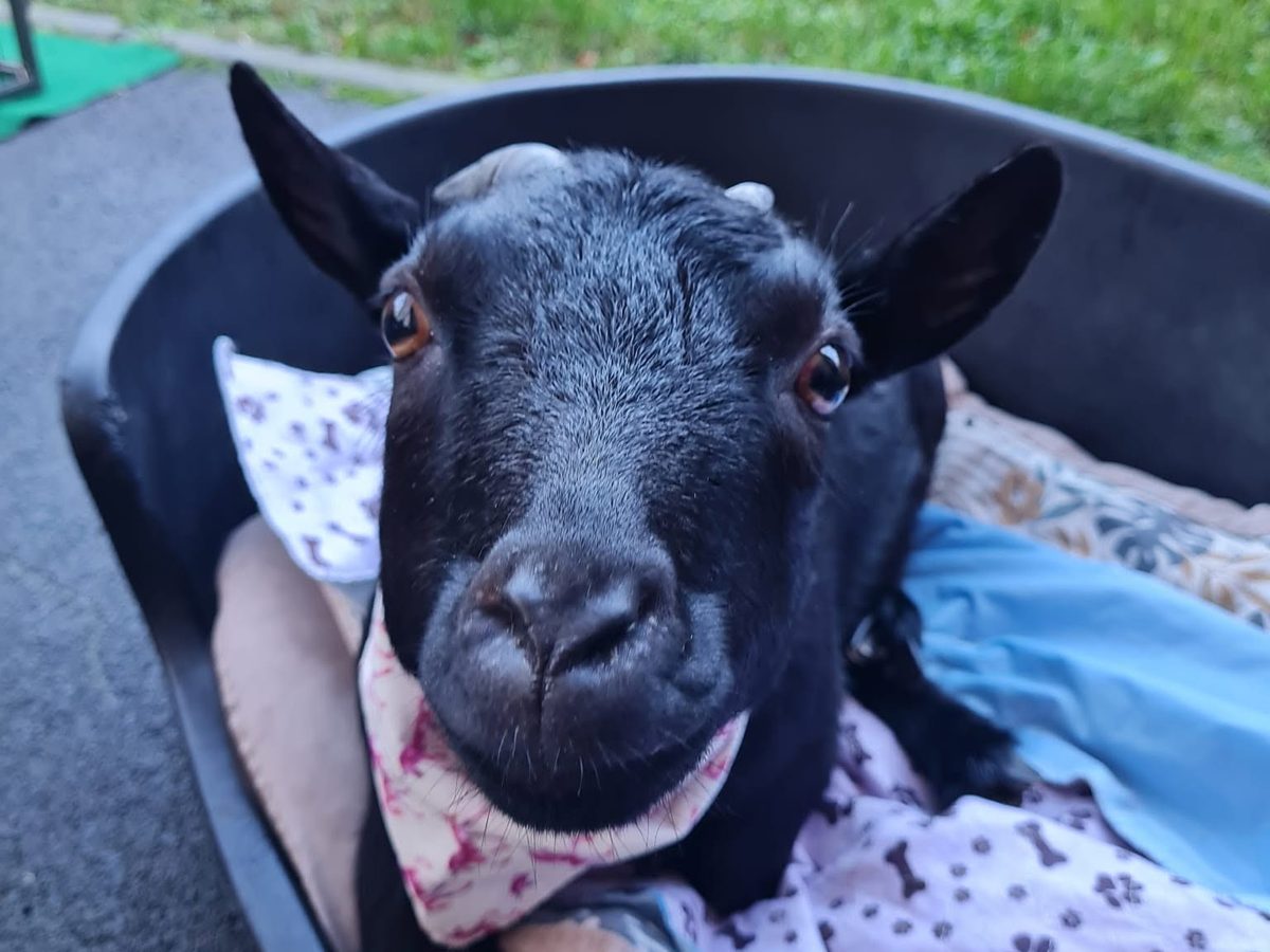 Balkis, la chèvre du refuge, installée dans son panier