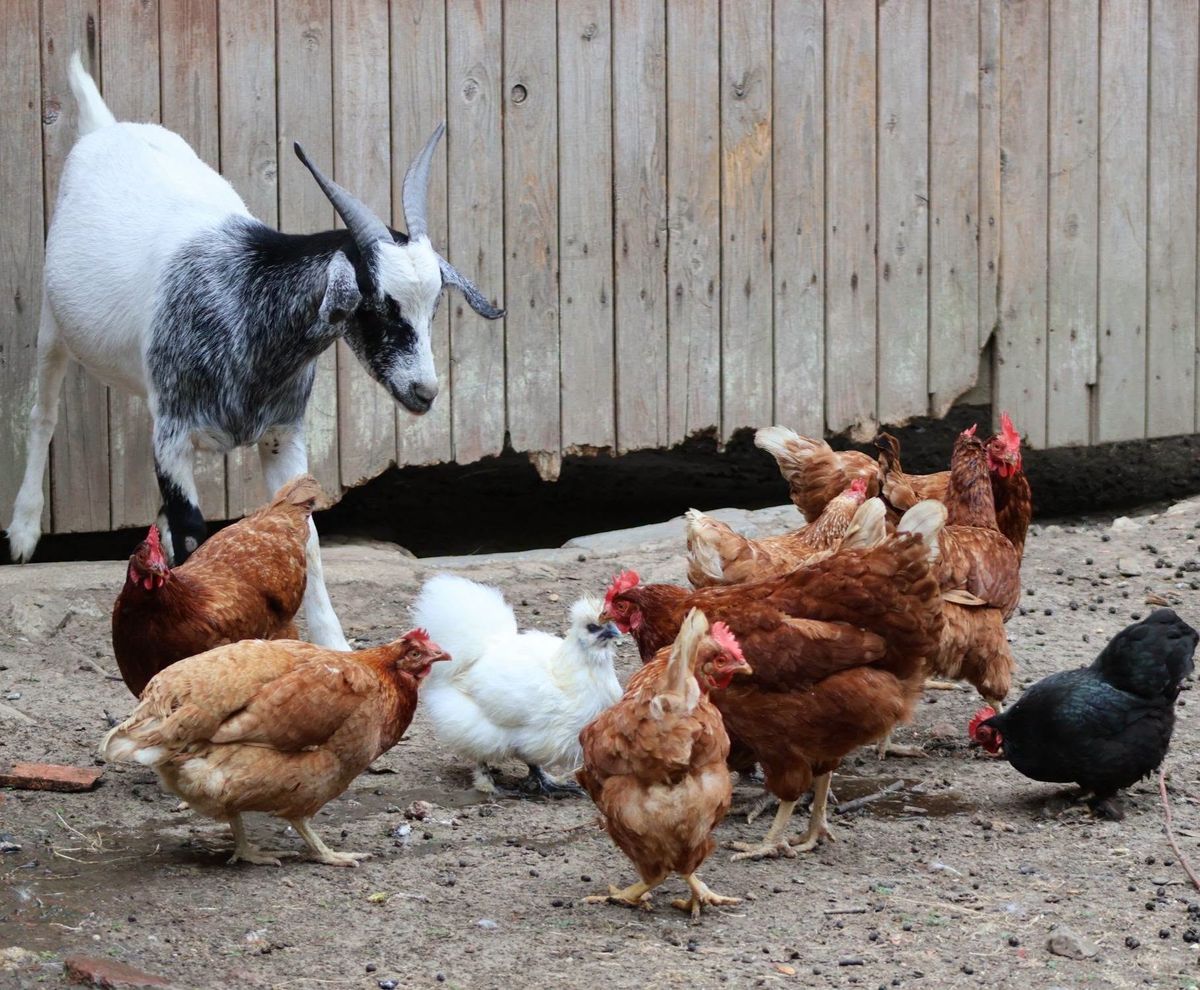 Chèvres et poules partagent la cour du refuge