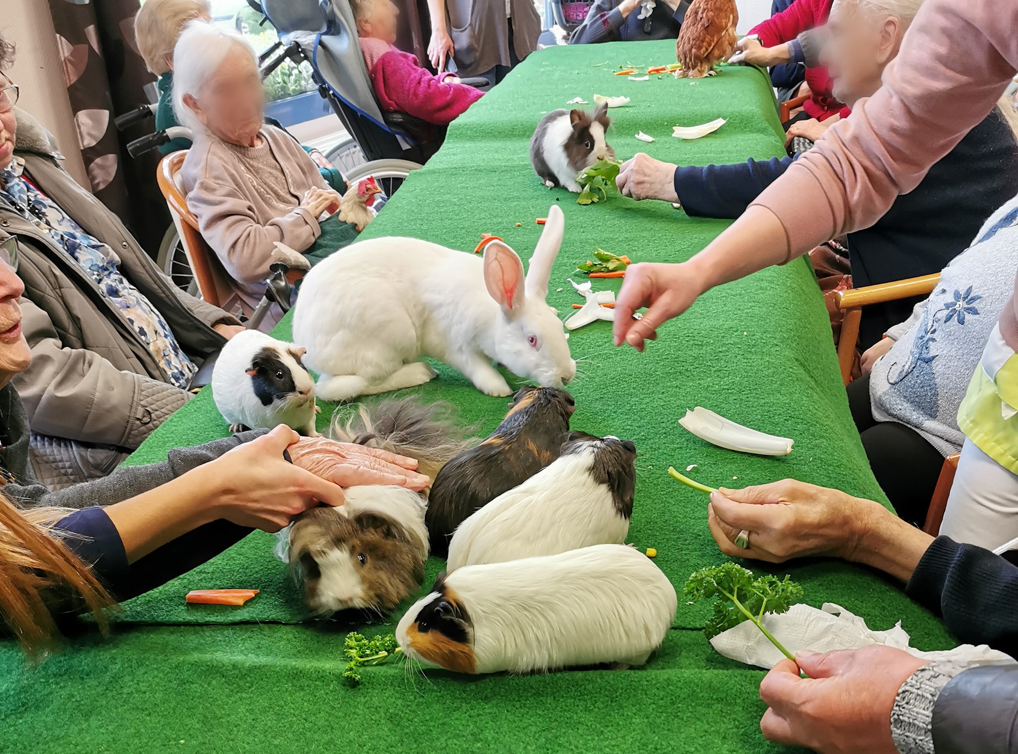 Séance de médiation animale avec des lapins en établissement