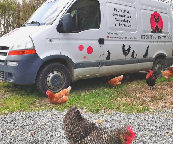 Poules pondeuses réformées sauvées par l'association
