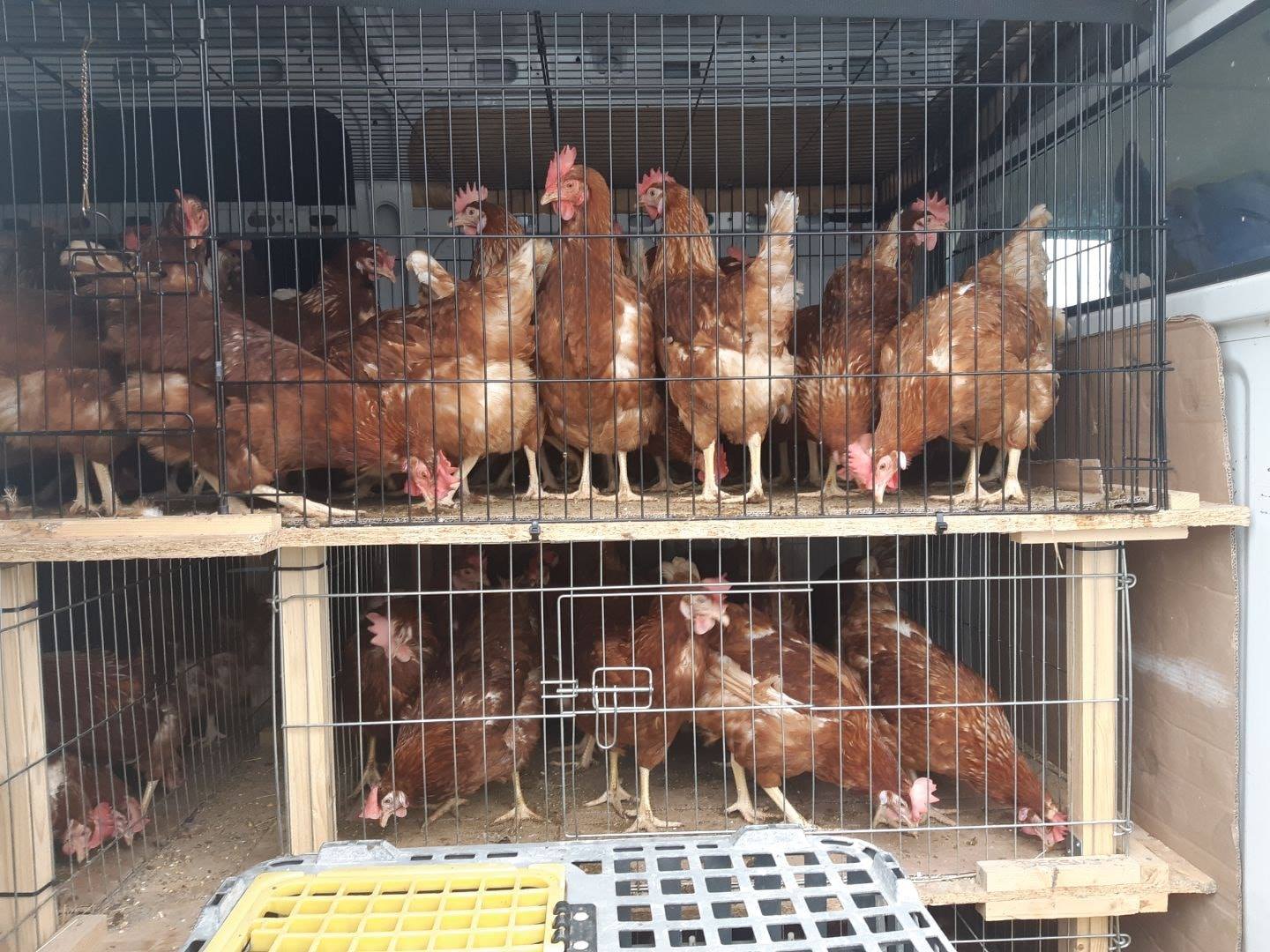 Poules pondeuses en élevage avant leur sauvetage